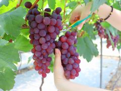 -金谷域澳洲庄园