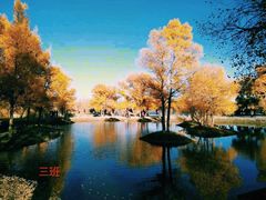 -金塔沙漠胡杨林景区