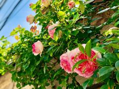 -春风十里咖啡馆