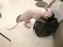 -飞行喵MR PILOT|猫舍·猫咖(静安大融城店)