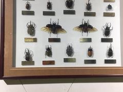 -上海昆虫博物馆