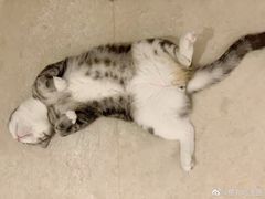-李小姐の猫咖啡馆(五角场店)