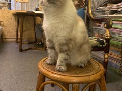 -猫色咖啡·猫咖
