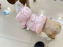-瑞派·关忠动物医院·猫专科·犬专科(三环新城店)