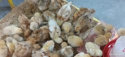 -神奇动物撸宠馆·羊驼·小浣熊·异宠(豫园店)