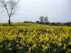 -三圣花乡旅游区