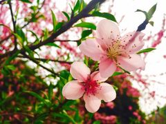 -楠柏弯休闲山庄(梨花溪店)
