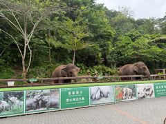 -野象谷景区
