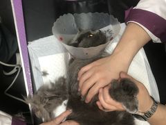 -宠爱国际动物医院·消化内科·心肾内科·ISFM猫友好(望京店)