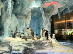 -帝企鹅自助餐厅•儿童岛•真企鹅(长隆企鹅酒店)