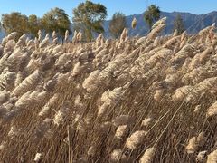 -野鸭湖国家湿地公园