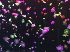 -串串烧(长隆海洋王国店)