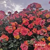 汉中市区！内走路就能到的赏花地