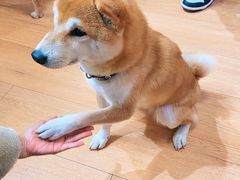 -是阿柴呀！柴犬咖啡·爱喵喵猫咖