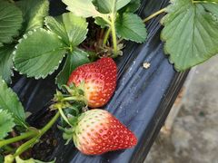 -甜心庄园·甜心草莓采摘园(西青中北店)