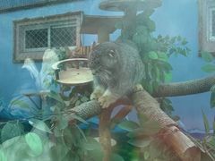 -青藏高原野生动物园