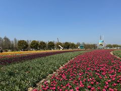 -荷兰花海