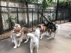 -TrueLove @ Neverland (Husky Cafe)