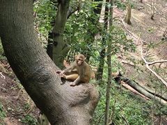 -黔灵山公园