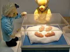 -成都泰迪熊博物馆