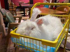 -猫色咖啡·猫咖