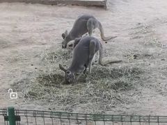 -石家庄市动物园