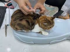 -pd派德宠物中心医院24H急重症·眼科中心·血液透析中心(嵩山北路店)