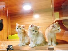 -猫十亿·布偶金渐层·曼基康矮脚猫舍(青年路店)