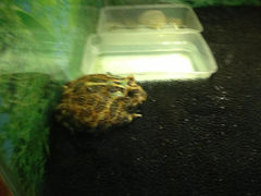 9.4-上海大自然野生昆虫馆