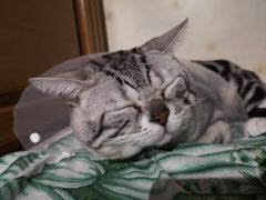 -纳吉亚猫专科动物医院博雅分院