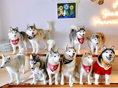 -Husky Go! 哈士奇体验馆·宠物咖啡厅狗咖