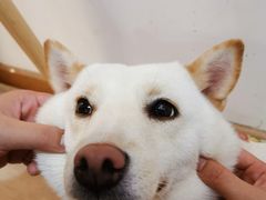 -柴迷FANS CLUB·柴犬狗咖·猫咖