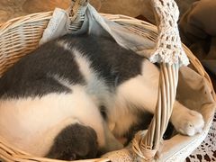 -共舞时光猫咖·狗咖(新街口店)