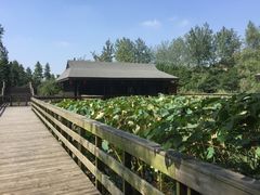 -溱湖国家湿地公园