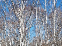 -塞罕坝国家级自然保护区