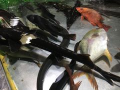 -都斛海鲜街