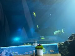 -涛·海底餐厅·美人鱼·自助餐·海底隧道(三亚海棠湾洲际度假酒店)