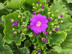 -三圣花乡旅游区