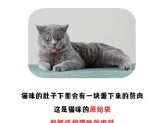 -北京京卫宠物寄养训练中心