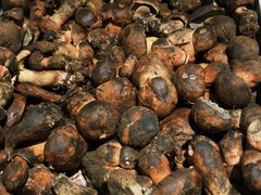 -阿山卓·野生菌火锅·纳西火塘烤肉