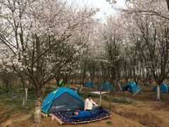 -天王浮山樱花园