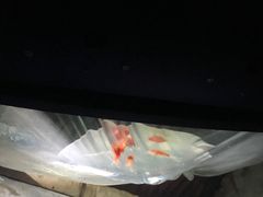 -飞扬影城(正佳IMAX店)