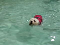 -趣多多宠物公园·宠物训犬学校·宠物寄养