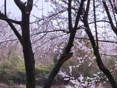 -艾溪湖湿地公园