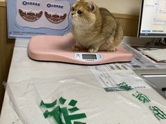-瑞派宠物医院·24h·骨外科·皮肤科·全科宠物医疗转诊中心(沈阳浑南院)