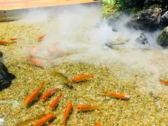 -森味薪火烧•烧鸟居酒屋•日本料理(望京店)