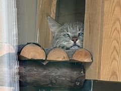 -青藏高原野生动物园
