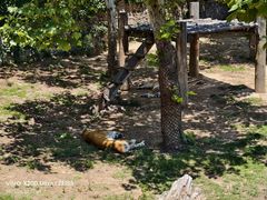 -西霞口神雕山野生动物世界