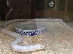-上海大自然野生昆虫馆(东方明珠·爬宠昆虫探索中心)