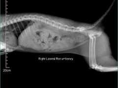 -爱妮康宠物医院·干细胞免疫细胞·肿瘤·心脏(张江店)